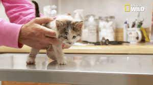 sokaktan kedi sahiplenecekler toplasin bu tavsiyeler cok isinize yarayacak onedio com