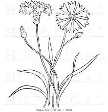 Bachelor S Button Line Drawing Plant Drawing Drawings Bachelor Button Flowers