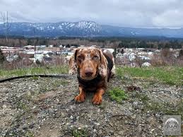 People often use dotson for original dog breed dachshund. 12 Reasons Your Dachshund May Refuse To Walk On A Leash