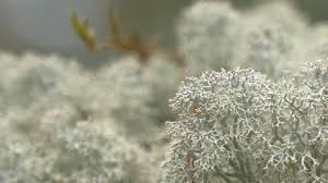 Image result for Cladina  stellaris