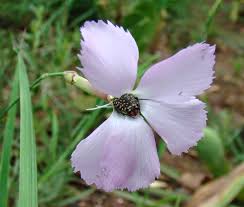 Image result for Berkheya zeyheri