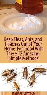 4:31 kammerjäger tobias käufl 10 178 просмотров. Keep Fleas Ants And Roaches Out Of Your Home For Good With These 12 Amazing Simple Methods Inshapetoday Ants Kill Roaches Cleaning Hacks