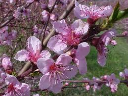 We did not find results for: How To Decipher Cold Weather Effects On Peaches Growing Produce