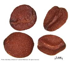 Image result for Polysphaeria