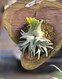 Image result for Platycerium