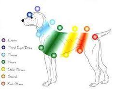 Reiki Canine Massage Edina Mn Dog Massage Edina Mn Equine Massage Energy Healing Reiki Symbols Reiki Healing Learning