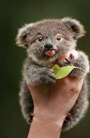 Lost Baby Koala Is Saved By Big Golden Retriever Now They Re Best Friends Obsev Hayvan Bebekler Yavru Koala Hayvan Resimleri