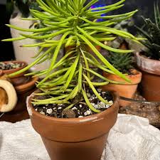 Image result for Senecio letouzeyanus