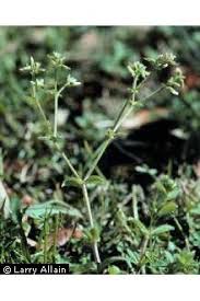 Image result for Cerastium glomeratum