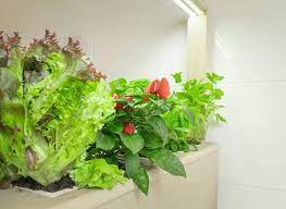 Be sure to place plants together that have similar needs; Urgrow Bringt Den Ersten Nachhaltigen Und Smarten Indoor Garten Auf Den Markt Dega Gruner Markt