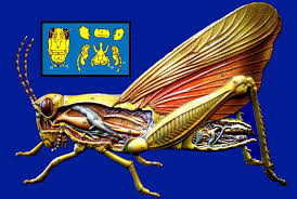 11,586 likes · 209 talking about this. Lab 8 Arthropods Zoo Lab Uw La Crosse