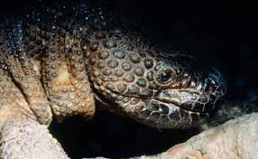 And one of only two in north america. Mexican Beaded Lizard Saint Louis Zoo
