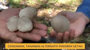 Kulat sisir yang dikeringkan direndam di dalam air bersih sebelum dimasak. Penoreh Tanam Cendawan Youtube
