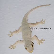 We did not find results for: Fakta Seputar Cicak Cicak Di Dinding Diam Diam Merayap