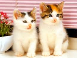Hasil gambar untuk gambar lucu kucing