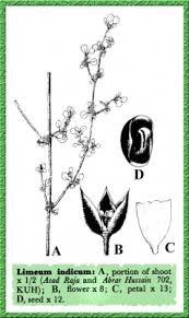 Image result for Limeum