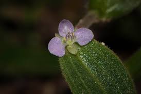 Image result for Aneilema