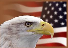 Amerikaanse zeearend roofvogel vlieger 112 x 50 cm. Adler Wapen Van Vogel Verenigde Staten Van Amerika Raptor Zeearenden Roofvogel Vlag Nationaal Vogel Zeearend Met Witte Staart Pikist