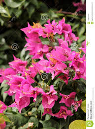 Bunga yang bentuknya hampir menyerupai kertas ini bernama bunga bougenville, tanaman bunga yang satu ini merupakan jenis tanaman bunga yang cukup populer. Bougainvillea Or Veranera Stock Image Image Of Bougenville 109623183