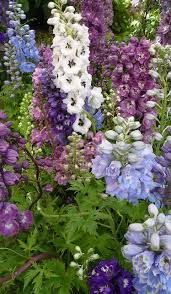 Pin By Verdecora On Cottage Garden Boarders List Of Flowers Delphinium Plants