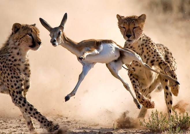 Should you pet a cheetah in Africa?