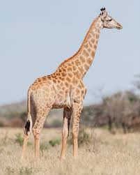 Image result for Nidorella spartioides