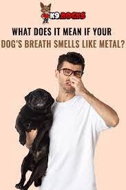 Dental dog biscuits didn't help or any of the many over the counter oral care products they had tried. What Does It Mean If Your Dog S Breath Smells Like Metal K9 Rocks