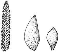 Image result for Pycreus flavescens