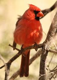Bird With Orange Beak And Orange Wings Cardinal Male Bright Red Bird Orange Beak Wild Birds Unlimited Birds Wild Birds