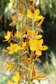 Image result for Wachendorfia