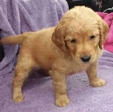 These puppies are so very beautiful! Loyal Golden Retriever Puppies For Adoption Los Angeles Blue Heeler Mix Puppies Pets And Anima Yorkie Puppy For Sale Cute Puppies For Sale Teacup Yorkie Puppy