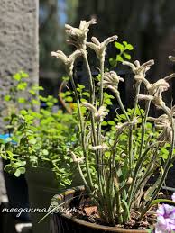 Discover porch decor and railing ideas, as well as layout and cover options. Creative Back Porch Ideas What Meegan Makes