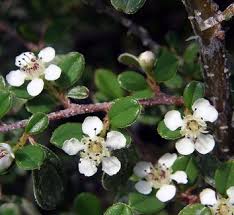 Image result for Cotoneaster microphyllus