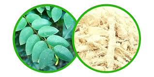 Image result for Synaptolepis