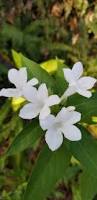 Image result for Barleria cristata