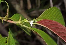 Image result for Sabicea