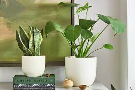 Both are rich in vitamin c. The 12 Best Indoor Plants Top Picks From Plant Experts
