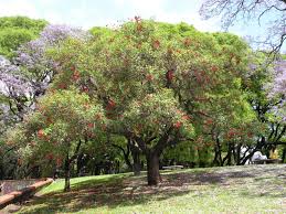 Image result for Erythrina crista-galli
