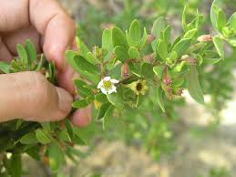 Image result for Pemphis