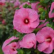 Maybe you would like to learn more about one of these? Hibiscus Pink Crush Ppaf Cpbraf Perennial Resource