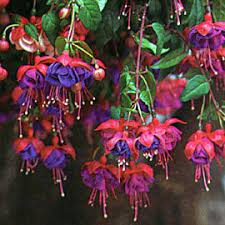 Fuchsia Blue Eyes Tried And True Fuchsia Flowers Fuchsia Garden Fuchsia Plant