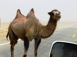 Camelus bactrianus ferus—wild bactrian camel. Wild Bactrian Camel Wikipedia