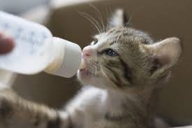 My kitten marley just turned 8 weeks old on the 14th. Kitten Feeding Schedule How Much To Feed Your Growing Kitten