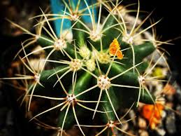 Here's what you need to know about the known to residents of los angeles as the cactus and succulent show, avid gardeners, farmers, and horticulturalists attend the event to showcase. Cactus Closeup Los Angeles Cactus Succulent Society Plant Show Sale 2017 Lacactus Com Spent An Hour Or So At The Show On Satur Cactus Succulents Plants