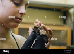 Hands and bat hi-res stock photography and images