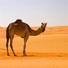 Strain at a gnat and swallow a camel. æ¬§è·¯è¯å…¸ è‹±æ±‰ æ±‰è‹±è¯å…¸camelæ˜¯ä»€ä¹ˆæ„æ€ Camelçš„ä¸­æ–‡è§£é‡Šå'Œå'éŸ³ Camelçš„ç¿»è¯' Camelæ€Žä¹ˆè¯»