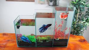 Controversy surrounds the use of betta condos. How To Build Unique Multi Level Waterfall Aquarium Youtube