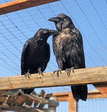 They all belong to the same genus, corvus, also including the rooks. Raven Yellowstone Wildlife Sanctuary