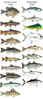 Fishing Destin Fishing Tool 13 Fishing Concept Fishing Lures Crankbait Fishing License Dubai Fishing And Fish Chart Fishing Tips Saltwater Fishing