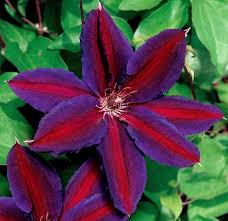 There's nothing to pruning members of this group. Pruning Clematis Walters Gardens Inc